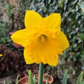 Daffodil Best Seller 2018-04-06_12-44-39_IMG_1029